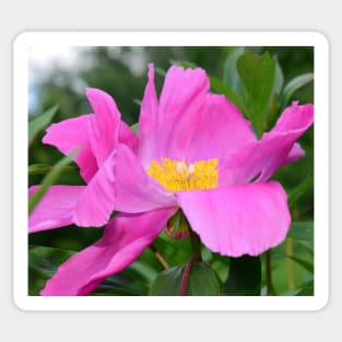 Peony flower photo Sticker